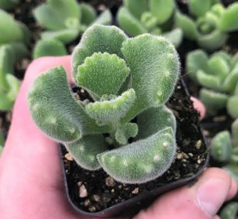 Cotyledon tomentosa ‘Bear’s Paw' Succulent 6cm
