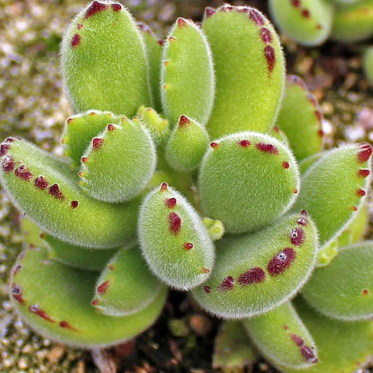 Cotyledon tomentosa ‘Bear’s Paw’ Variegated Succulent 6cm