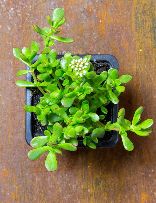 Crassula Anomala Succulent Crassula Anomala 63cm