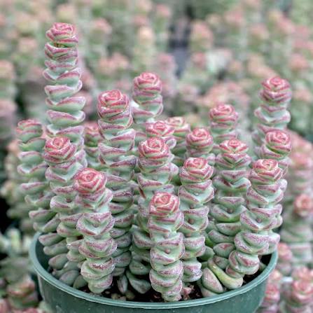 Crassula Baby Necklace Variegata Succulent 6cm