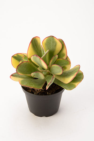 Crassula Bluebird Variegated Succulent