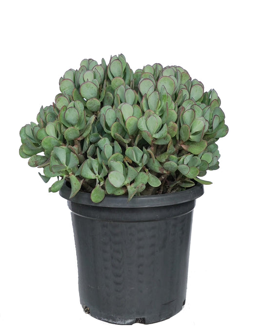 Crassula Bluebird Succulent
