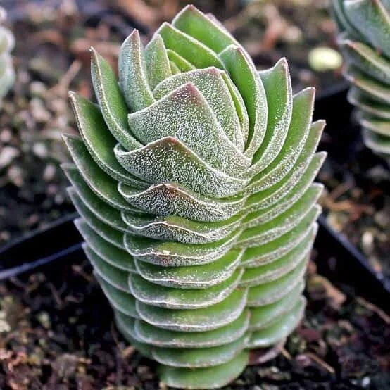 Crassula Buddha’s Temple Succulent