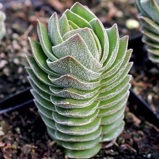 Crassula Buddha’s Temple Succulent