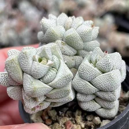 Crassula Deceptor Succulent