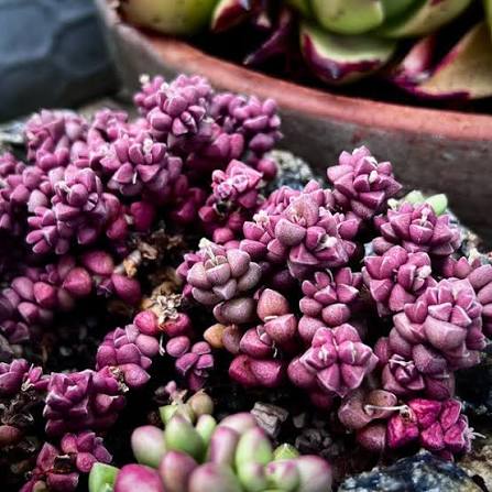 Crassula Elegans Purple Form Succulent