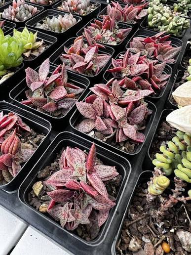Crassula Exilis Ssp Cooperi Succulent