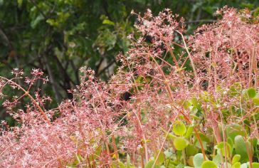 Crassula Hearts And Stars Succulent