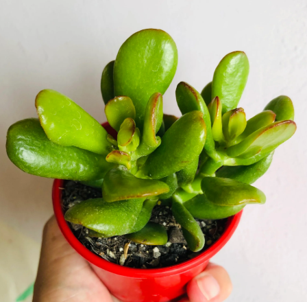 Crassula Hobbit