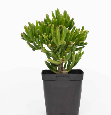 Crassula Horntree White Succulent