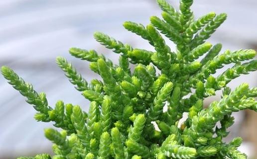 Crassula Lycopodiod Princess Pine Succulent 6cm