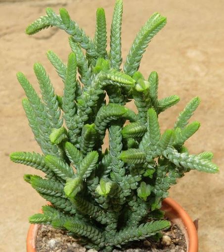 Crassula Muscosa Succulent