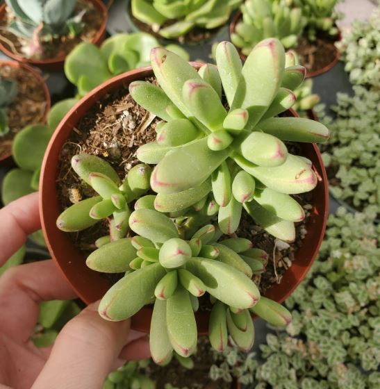 Crassula Nudicaulis Succulent 63cm