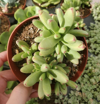 Crassula Nudicaulis in a 6cm pot size, showcasing its unique succulent features, offered by Paradisia Nurseries.