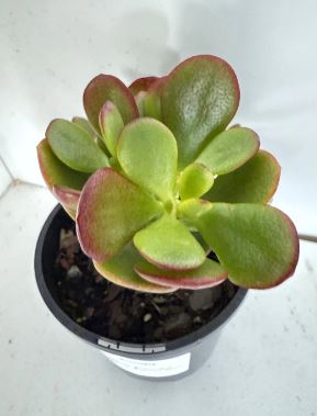 Crassula Ovata Autumn Glow Succulent