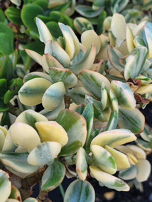 Crassula Ovata Variegated Succulent 6cm