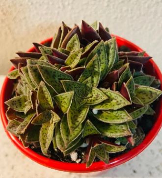 Crassula Pagoda Village Large Succulent