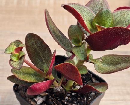 Crassula Purple Dragon Succulent