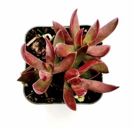 Crassula Red Tip Butterfly Succulent