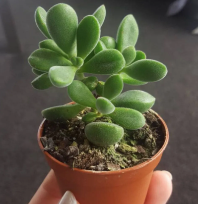 Crassula Rogersii Succulent
