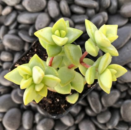 Crassula Rosary Vine Succulent