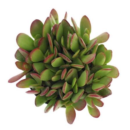 Crassula Rubricaulis (Butterfly Bush) Succulent 6cm Pot