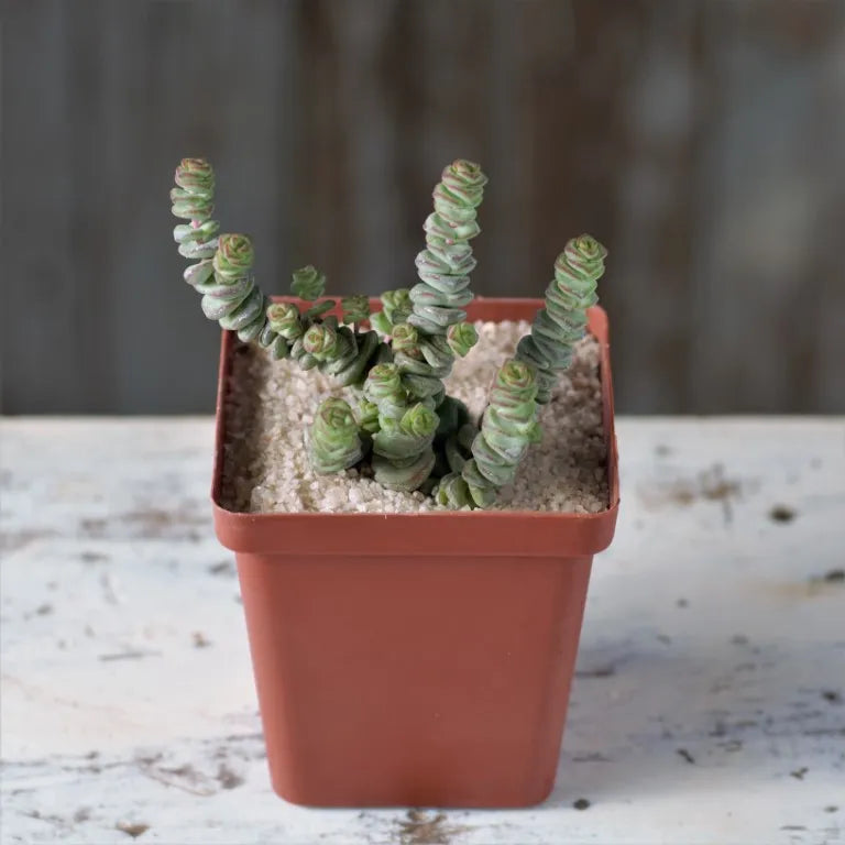 Crassula Rupestris Ssp Marnieriana Miniature Succulent 6cm