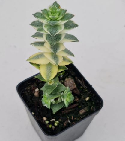 Crassula Southern Cross Succulent