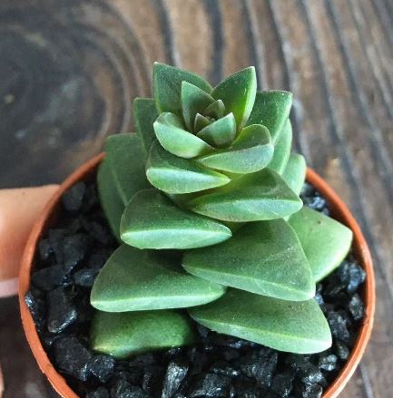 Crassula Talisman Succulents
