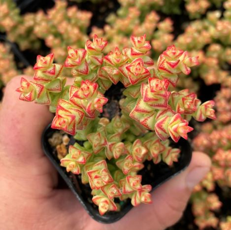 Crassula Tom Thumb Succulent