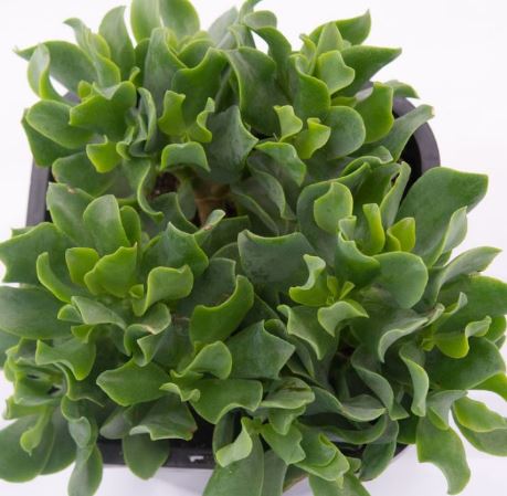 Crassula Undulatifolia Succulent 6cm