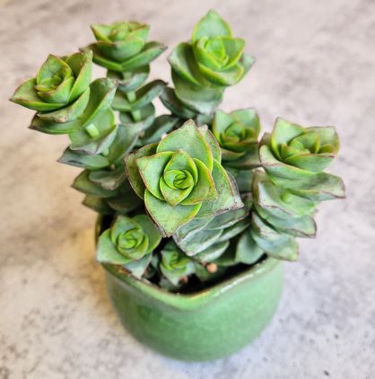 Crassula White Towers Succulents