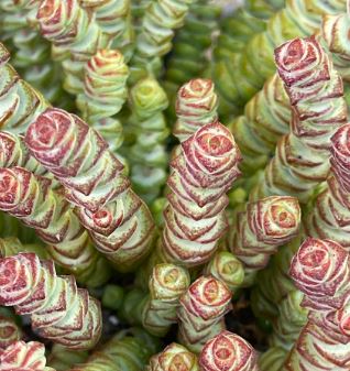 Crassula Baby Necklace Succulent 63mm