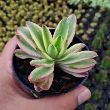 Crassula capitella ‘Campfire Variegated' Succulent