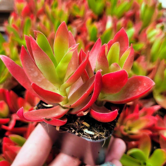 Crassula capitella ‘Campfire’ Succulent 6cm