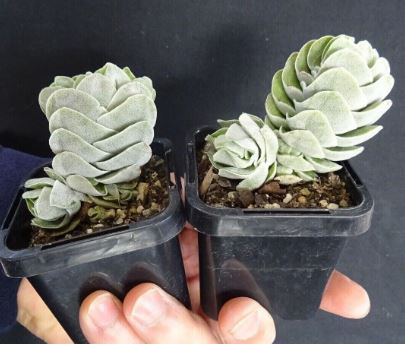 Crassula Ivory Tower Succulent