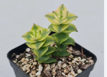 Crassula perforata – Variegated Succulent