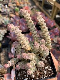 Crassula perforata – Variegated Succulent 6cm
