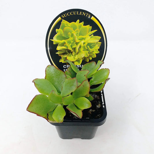 Crassula undulata Succulent