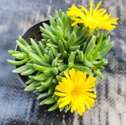 Delosperma Congestum (Gold Nugget) Succulent 63mm