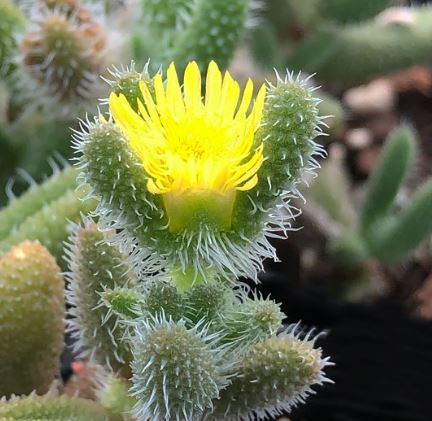 Delosperma Echinata Sundew Succulent