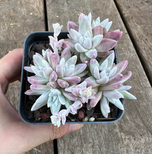 Dudleya White Sprite Succulent