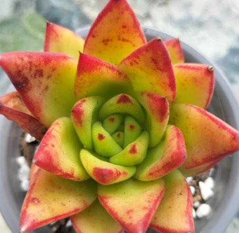 Echeveria Agavoides ‘Lipstick’ Succulent