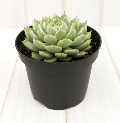Echeveria Alabaster Magic succulent plant in a 10cm pot, showcasing its unique rosette shape and vibrant colors, perfect for indoor or outdoor decoration.