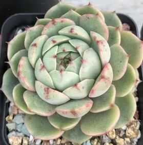 Echeveria Ben Badis Succulent