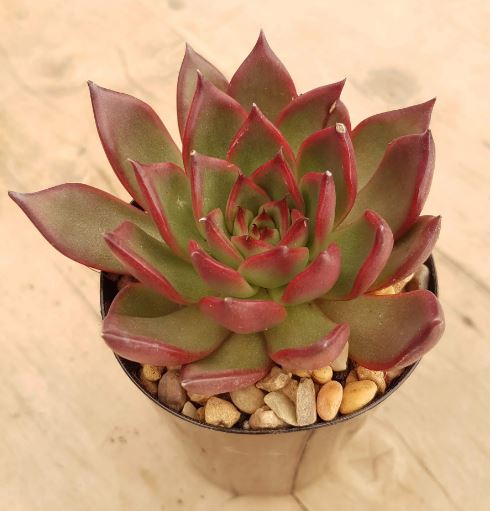 Echeveria Benimusume Succulents