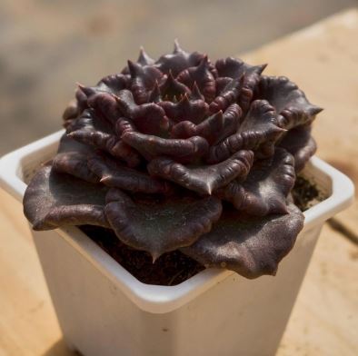 Echeveria Black Modiba Succulent