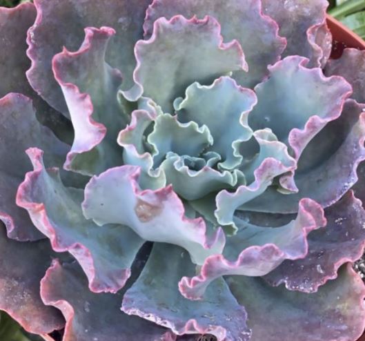 Echeveria Blue Curls Succulent