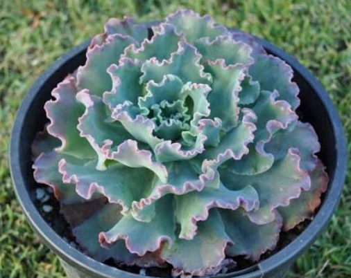 Echeveria Blue Waves Succulent