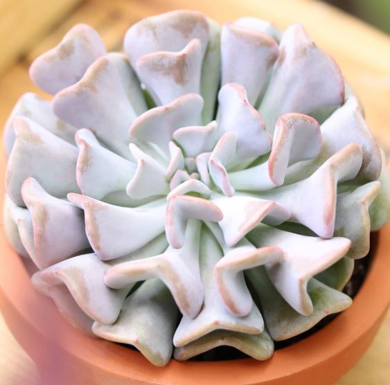 Echeveria Cubic Frost Succulent